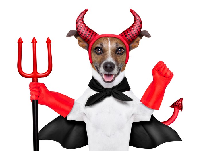 Jack Russell Terrier Dog in Devil Costume with Trident