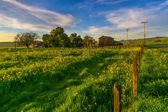 Field of yellow flowers and barn in California