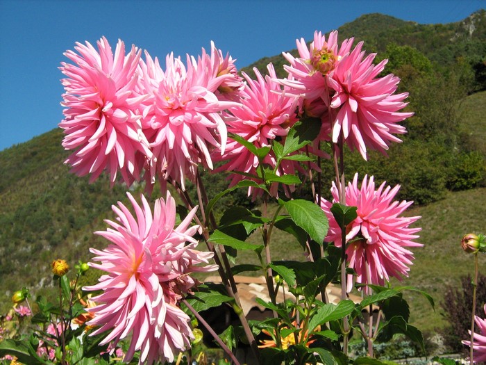 Pink Dahlias in a Garden