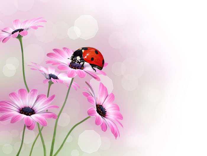 Ladybug on pink daisy flowers