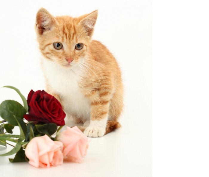 Ginger kitten with roses