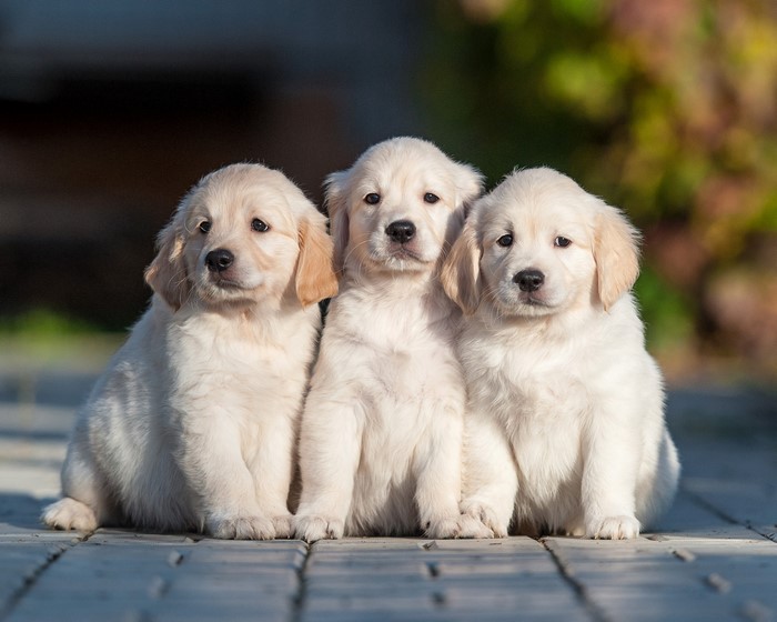 Three Adorable Golden Retriever Puppies Sitting Together