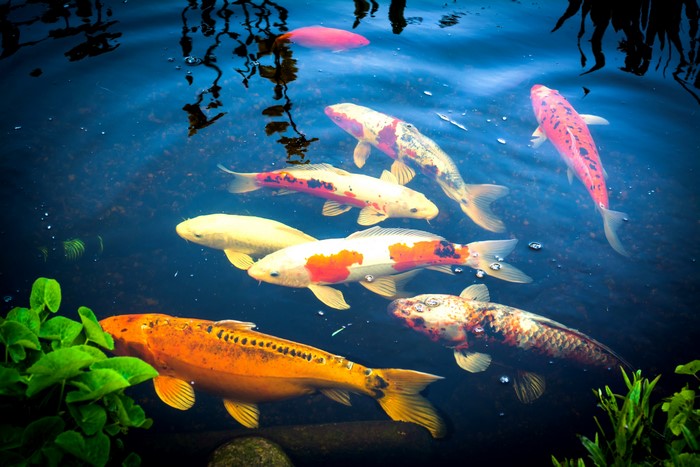 Koi fish swimming in a pond