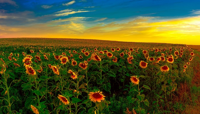 Field of Sunflowers at Sunset