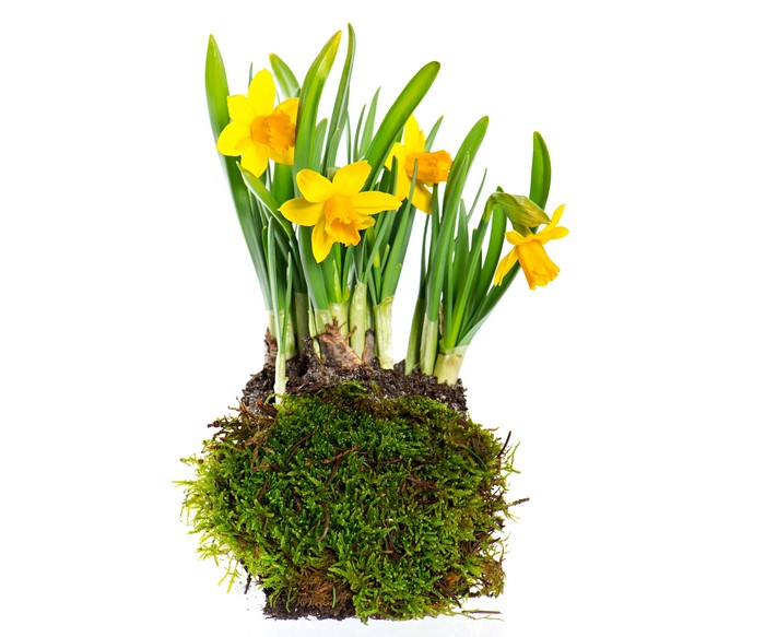 Yellow Daffodils in Moss