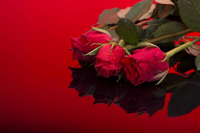 Three red roses with water droplets on a red background