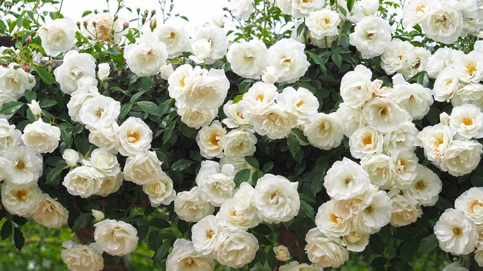 Many white roses on a vine