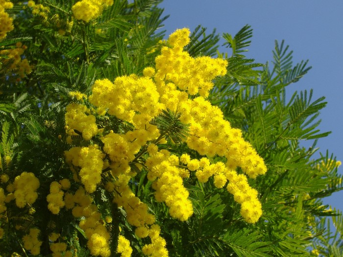 Yellow mimosa flowers on a tree