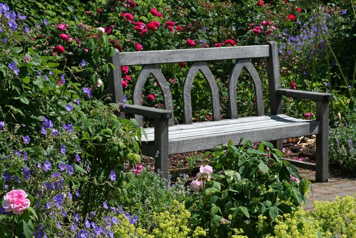 Wooden bench in a garden with roses and blue flowers