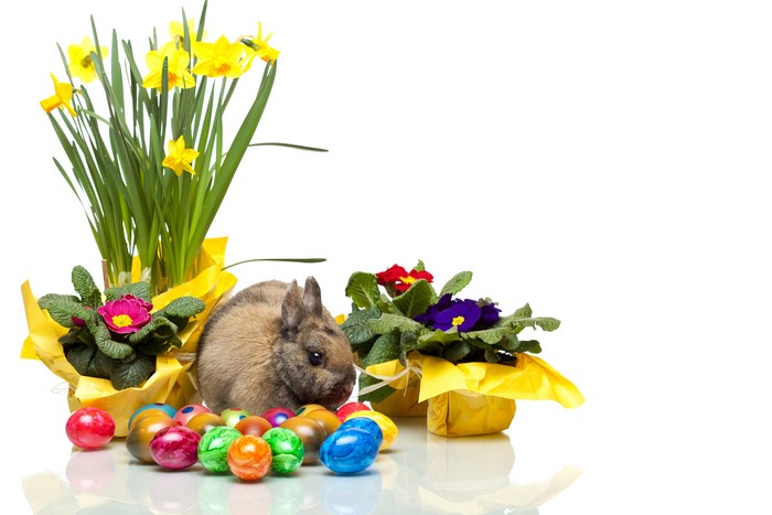 Easter Bunny with Daffodils and Painted Eggs