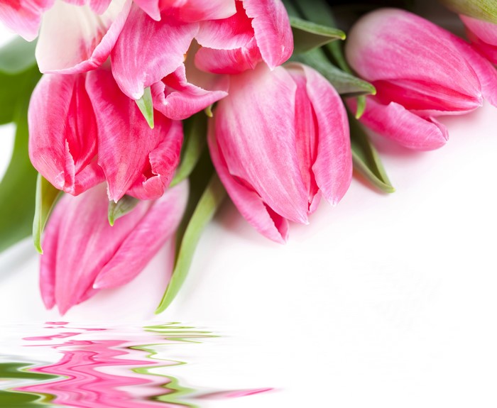 Pink Tulips Closeup Reflection