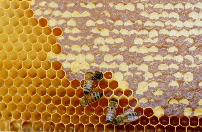 Bees on a honeycomb with honey