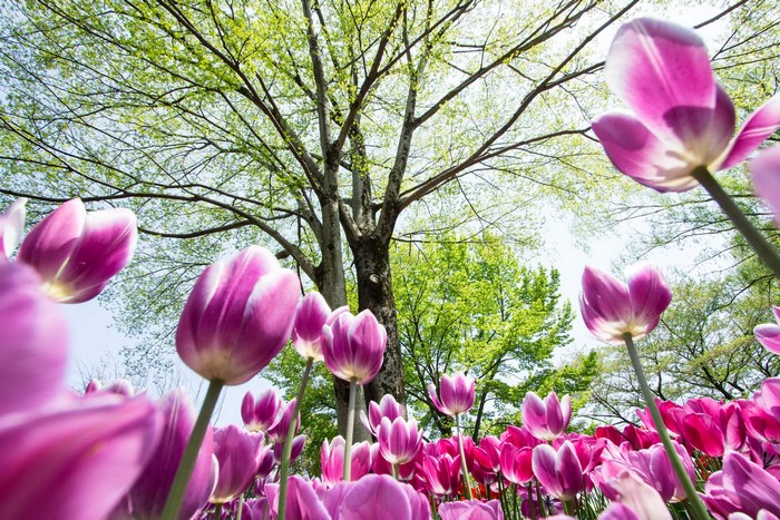 Purple tulips blooming under a large tree