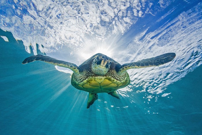 Sea turtle swimming underwater with sun rays