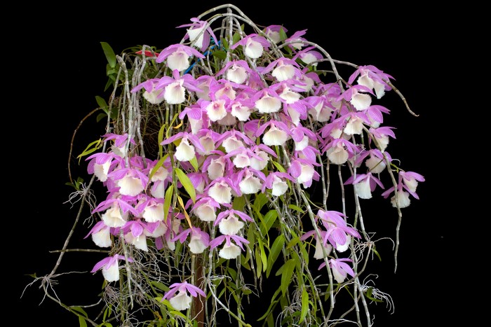 Dendrobium Orchid flowers