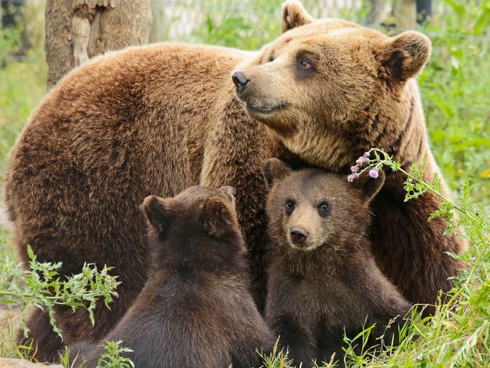 Mother Brown Bear with Two Cubs