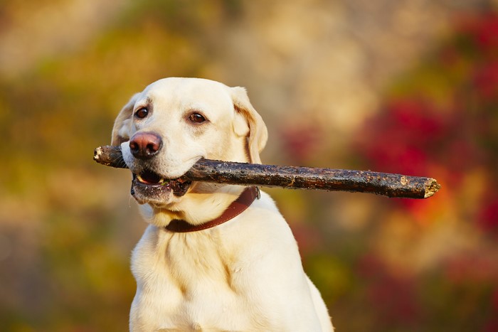White Labrador Retriever holding a stick