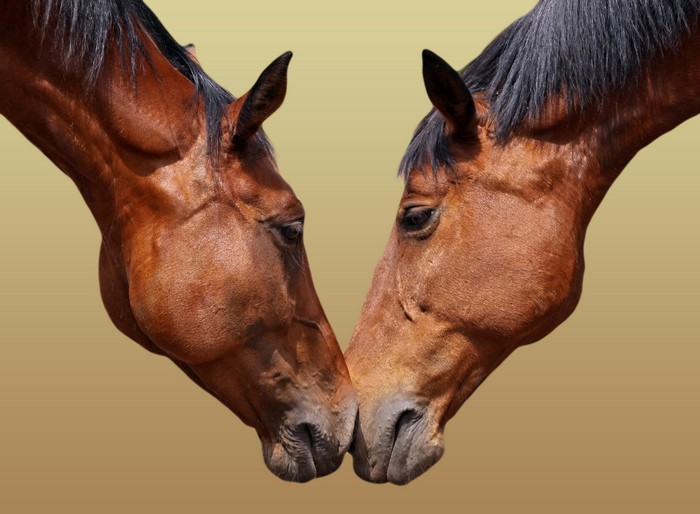 Two brown horses touching snouts