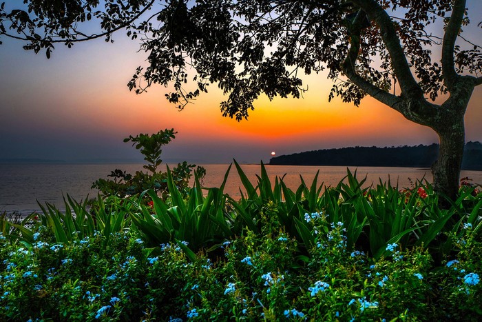 Sunset over the water with trees and flowers