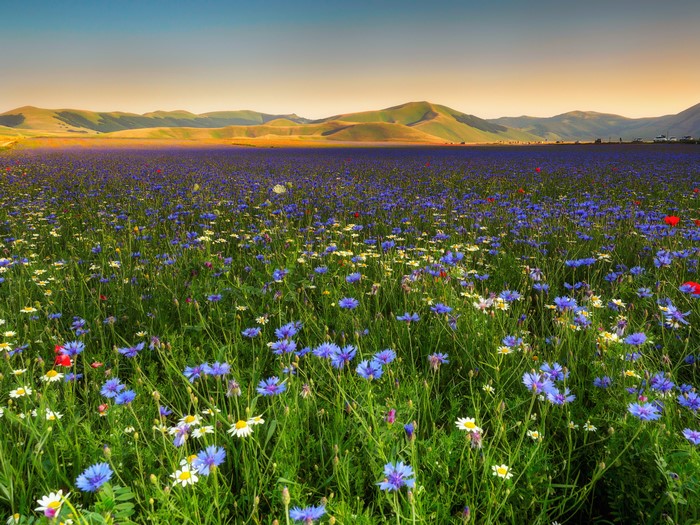 Field of Cornflowers and Camomiles with Mountains