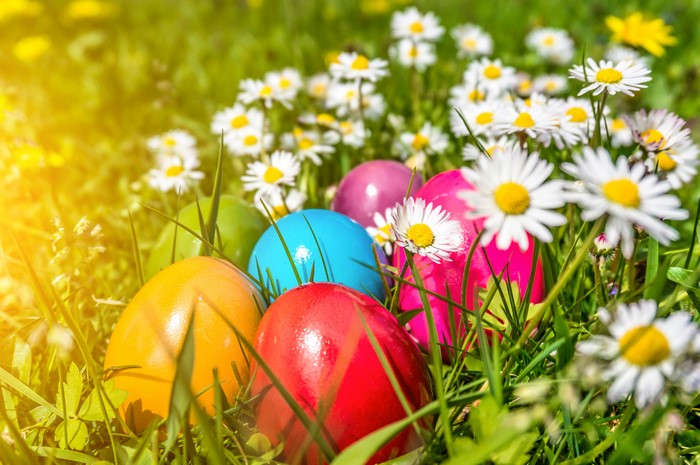 Easter Eggs and Daisies in Sunlight