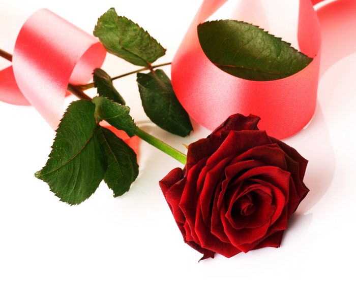 Red Rose with Pink Ribbon