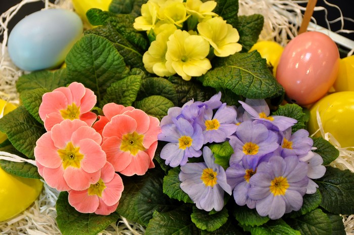 Easter Primula Flowers and Eggs
