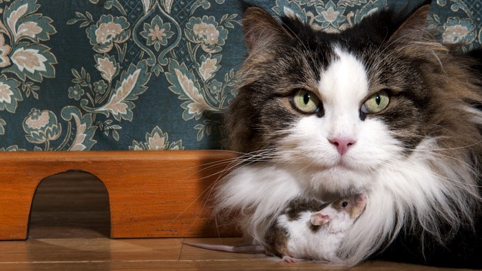 Cat with a mouse near a wooden structure