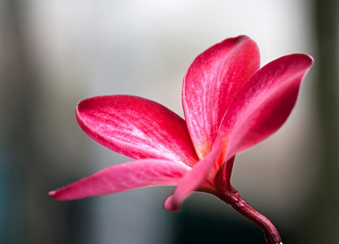 Red Plumeria flower closeup
