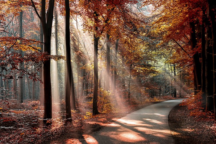 Autumn forest path with sun rays filtering through trees