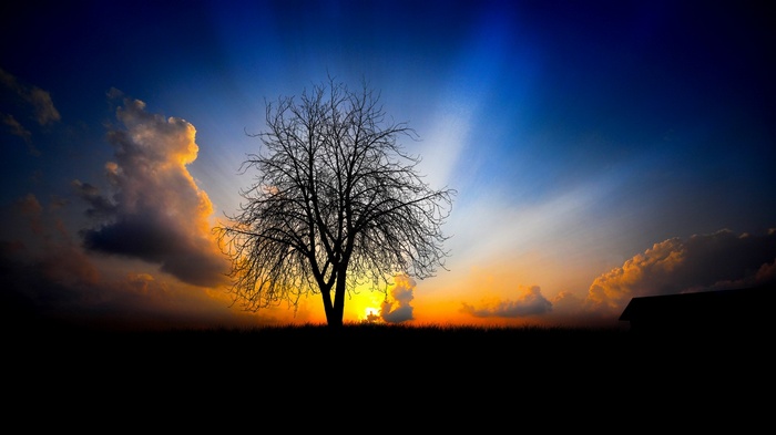 Silhouette of a bare tree against a sunset sky