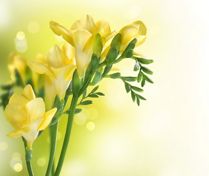 Yellow Freesia flowers with green stems