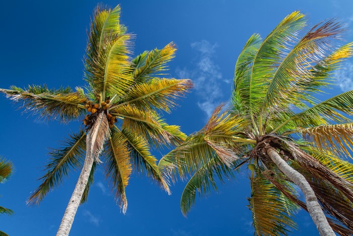 Palm trees against a bright blue sky