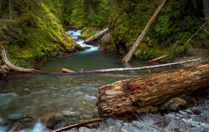 River flowing through mossy forest with fallen trees