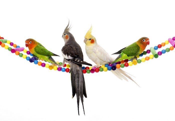 Four parrots on a colorful beaded perch