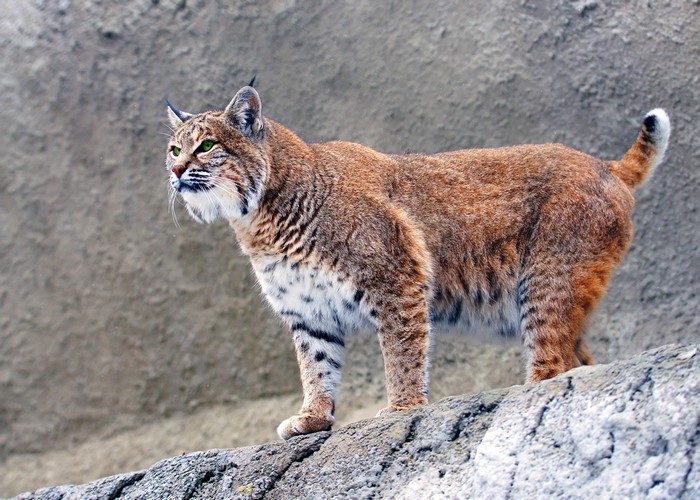 Bobcat standing on a rock