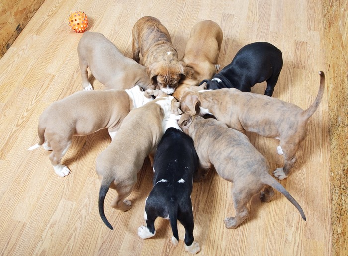 Many Amstaff Puppies Eating Together