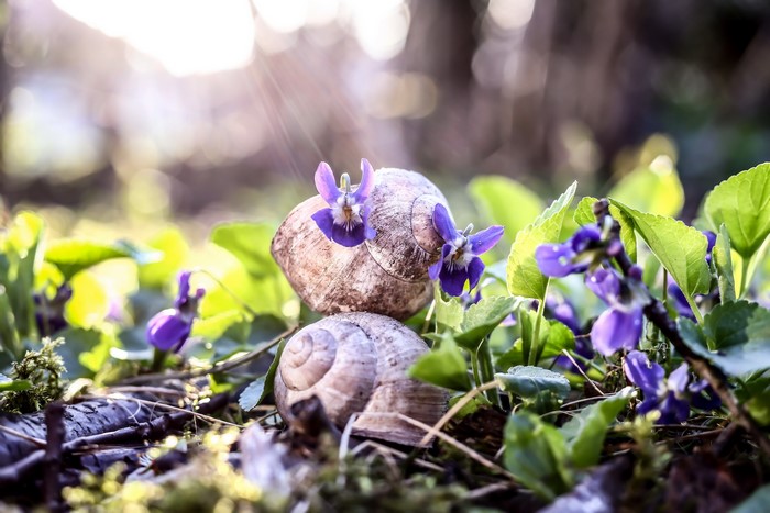 Two snail shells with purple flowers in sunlight