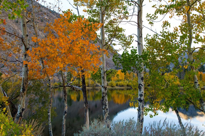 Autumn Aspen Trees by a Lake
