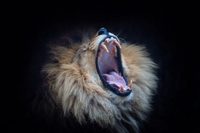 Lion yawning with mouth wide open