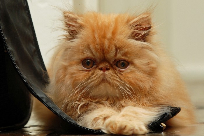 Orange Persian cat peeking out of a bag