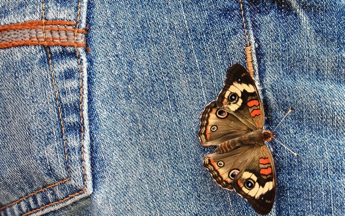Butterfly on Blue Jeans