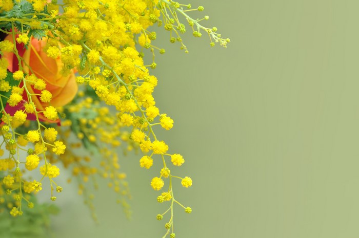 Yellow Silver Wattle and Orange Rose
