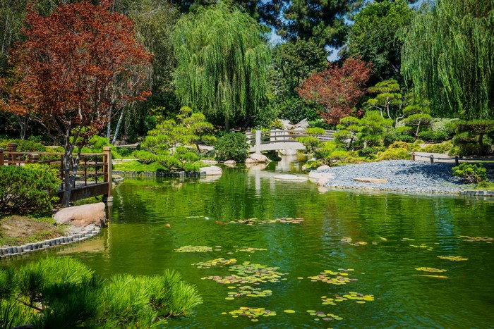 Earl Burns Miller Japanese Garden Pond with Trees and Bridge