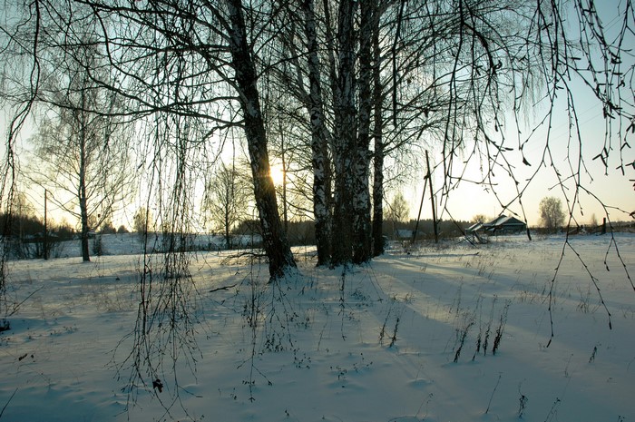 Winter scene with birch trees and snow