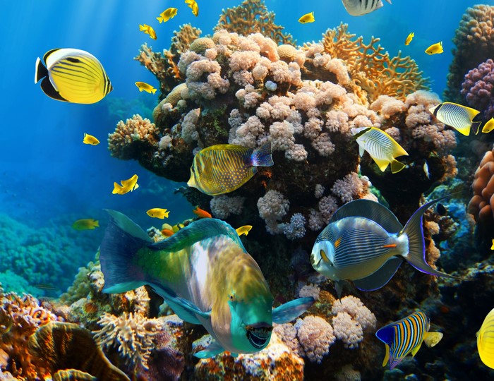 Underwater world with corals and fish