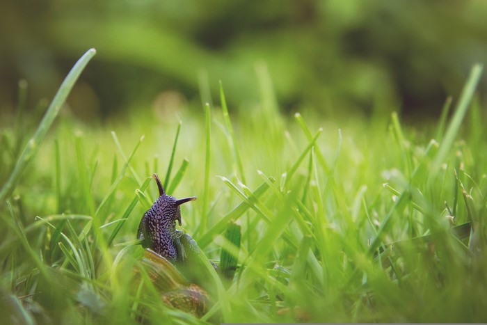 Snail in green grass