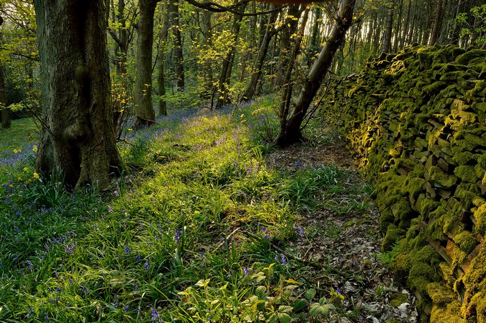 Forest path with mossy stone wall and bluebells