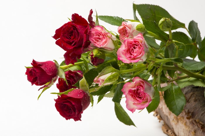 Red and Pink Roses with Water Droplets