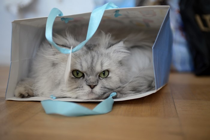 Fluffy Persian cat in a gift bag